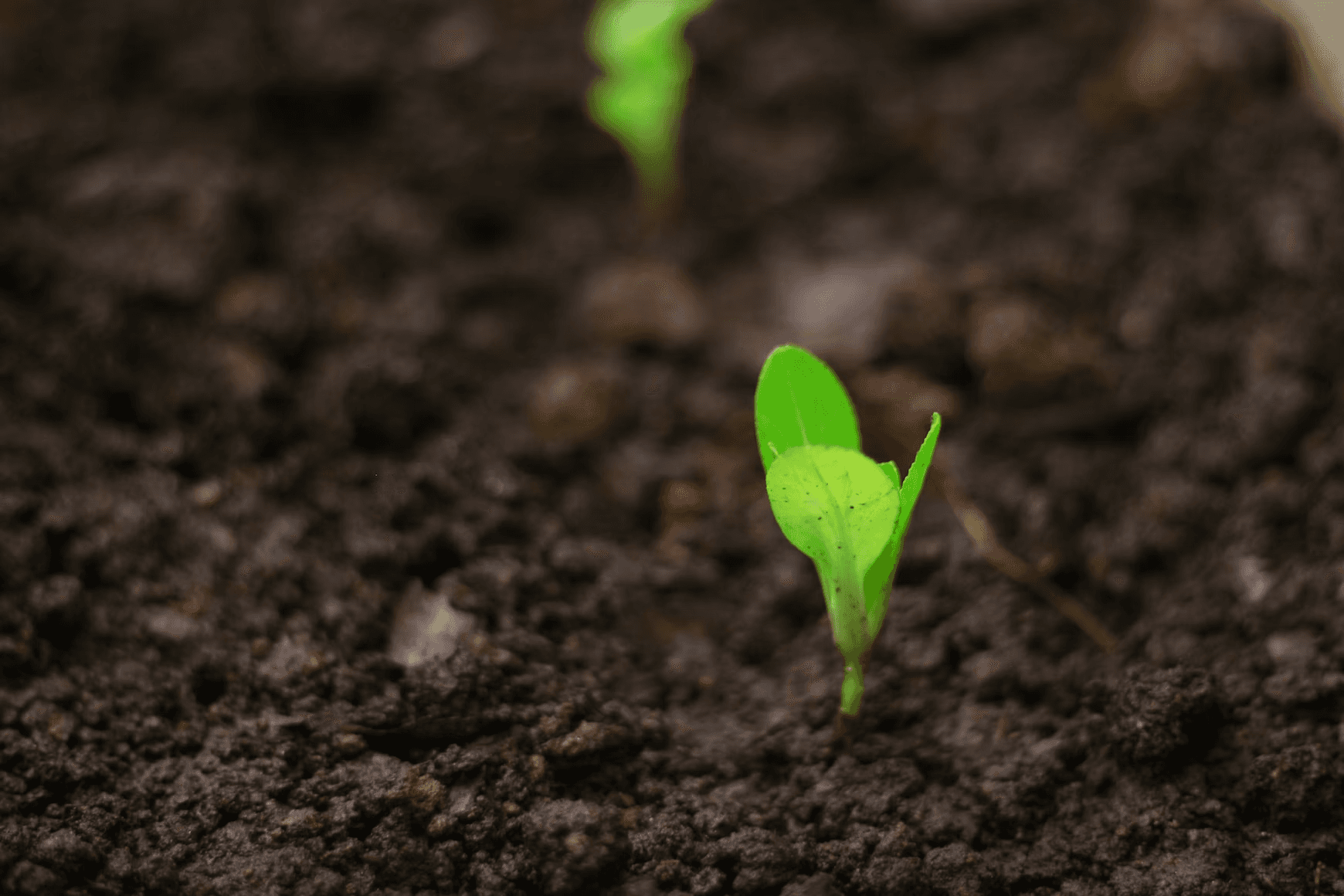 SME Micro-grants